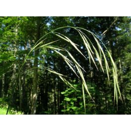   Ágas rozsnok (Wild Oat / Bromus ramosus) DEVA Bach-virágeszencia