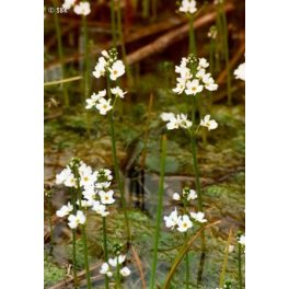   Békaliliom (Water Violet / Hottonia palustris) DEVA Bach-virágeszencia
