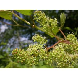   Bortermő szőlő (Vine / Vitis vinifera) DEVA Bach-virágeszencia