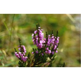 Csarab (Heather / Calluna vulgaris) DEVA Bach-virágeszencia