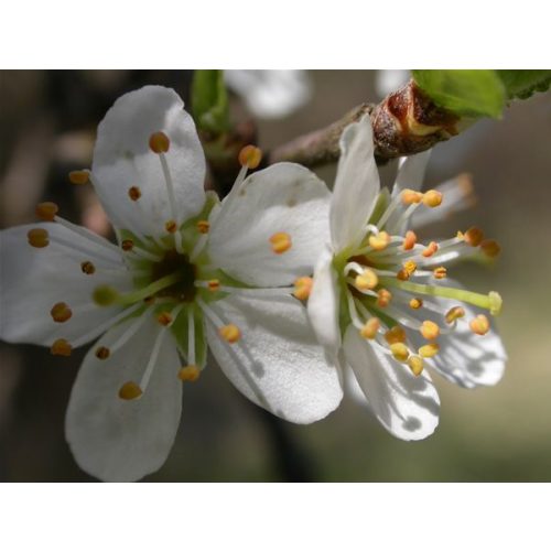 Cseresznyeszilva (Cherry Plum / Prunus cerasiferus) DEVA Bach-virágeszencia