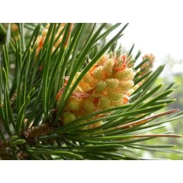   Erdei fenyő (Pine / Pinus sylvestris) DEVA Bach-virágeszencia