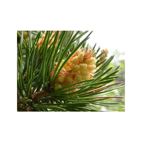 Erdei fenyő (Pine / Pinus sylvestris) DEVA Bach-virágeszencia