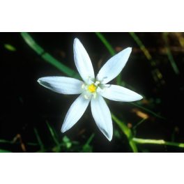  Ernyős madártej (Star of Bethlehem / Ornithogalum umbellatum) DEVA Bach-virágeszencia