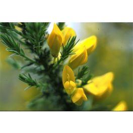   Európai sülzanót (Gorse / Ulex europaeus) DEVA Bach-virágeszencia