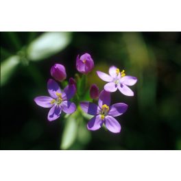   Ezerjófű (Centaury / Centaurium umbellatum) DEVA Bach-virágeszencia