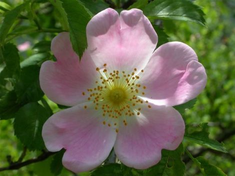 Gyepűrózsa (Wild Rose / Rosa canina)