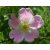 Gyepűrózsa (Wild Rose / Rosa canina) DEVA Bach-virágeszencia