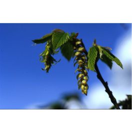  Gyertyán (Hornbeam / Carpinus betulus) DEVA Bach-virágeszencia