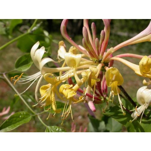 Jerikói lonc (Honeysuckle / Lonicera caprifolium) DEVA Bach-virágeszencia