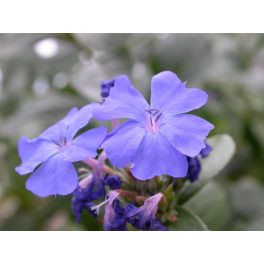   Kékgyökér (Cerato / Ceratostigma villmottiana) DEVA Bach-virágeszencia