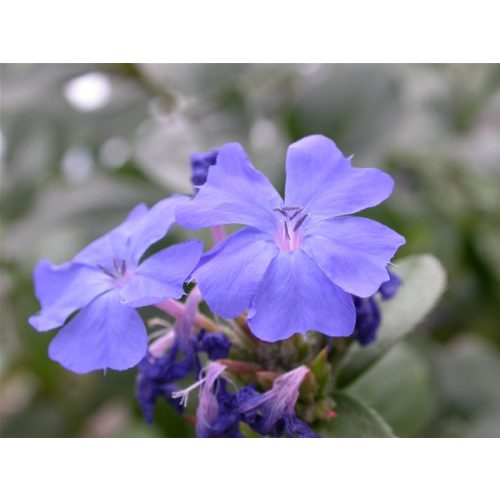 Kékgyökér (Cerato / Ceratostigma villmottiana) DEVA Bach-virágeszencia