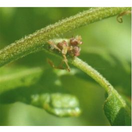   Kocsányos tölgyfa (Oak / Quercus robur) DEVA Bach-virágeszencia