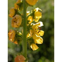   Közönséges párlófű (Agrimony / Agrimonia eupatoria) DEVA Bach-virágeszencia