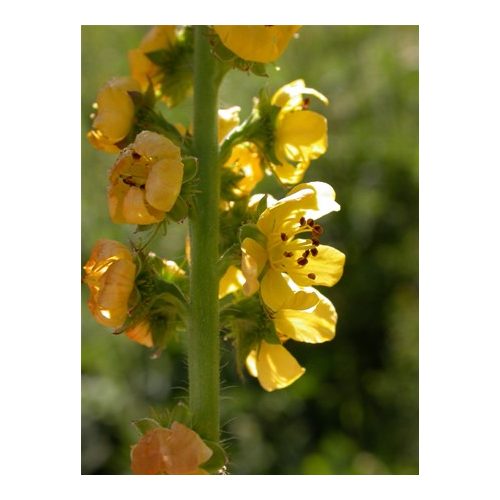 Közönséges párlófű (Agrimony / Agrimonia eupatoria) DEVA Bach-virágeszencia