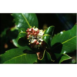 Magyal (Holly / Ilex aquifolium) DEVA Bach-virágeszencia