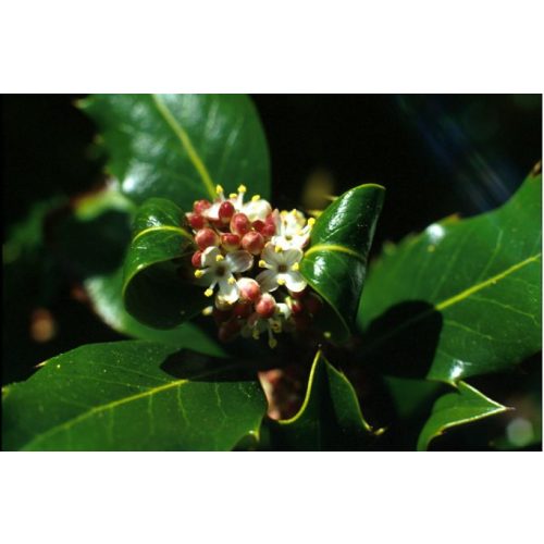 Magyal (Holly / Ilex aquifolium) DEVA Bach-virágeszencia