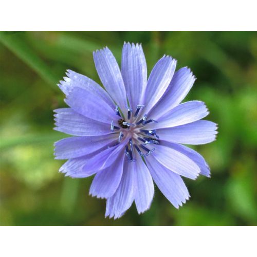 Mezei katáng (Chicory / Cichorium intybus) DEVA Bach-virágeszencia