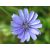 Mezei katáng (Chicory / Cichorium intybus) DEVA Bach-virágeszencia