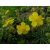 Molyhos napvirág (Rock Rose / Helianthemum nummularium) DEVA Bach-virágeszencia