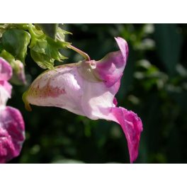   Nebáncsvirág (Impatiens / Impatiens glandulifera) DEVA Bach-virágeszencia
