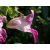 Nebáncsvirág (Impatiens / Impatiens glandulifera) DEVA Bach-virágeszencia