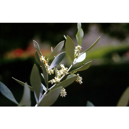 Olajfa (Olive / Olea europea) DEVA Bach-virágeszencia