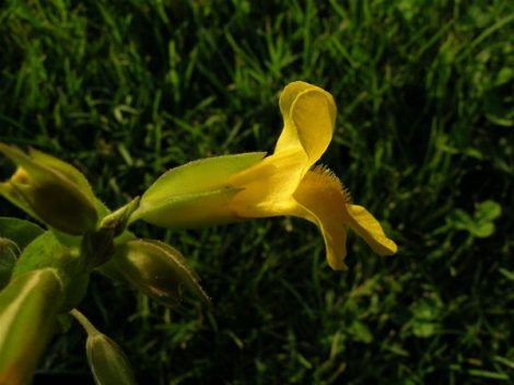 Sárga bohócvirág (Mimulus / Mimulus guttatus)