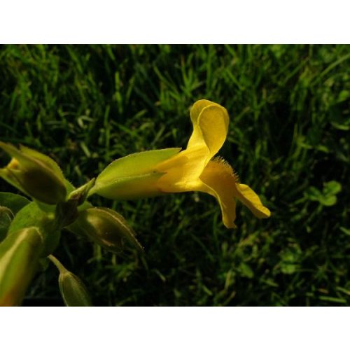 Sárga bohócvirág (Mimulus / Mimulus guttatus) DEVA Bach-virágeszencia