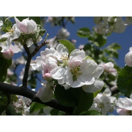   Vadalma (Crab Apple / Malus sylvestris) DEVA Bach-virágeszencia