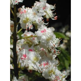   Vadgesztenye (White Chestnut / Aesculus hippocastanum) DEVA Bach-virágeszencia