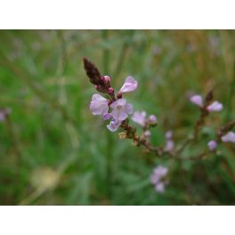   Vasfű (Vervain / Verbena officialis) DEVA Bach-virágeszencia