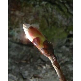   Vadgesztenye rügye (Chestnut Bud / Aesculus hippocastanum) DEVA Bach-virágeszencia