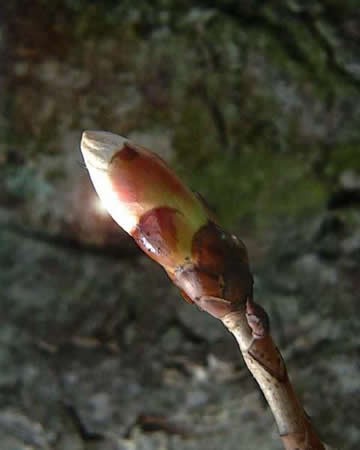 Vadgesztenye rügye (Chestnut Bud / Aesculus hippocastanum)