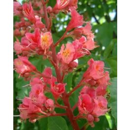   Vörös vadgesztenye (Red Chestnut / Aesculus carnea) DEVA Bach-virágeszencia