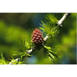   Vörösfenyő (Larch / Larix decidua) DEVA Bach-virágeszencia