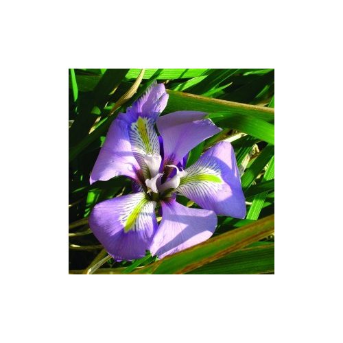 Algerian Iris Bailey flower essence 10ml.