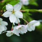   Mandula (Prunus dulcis – Almond) Bailey virágeszencia 10ml.