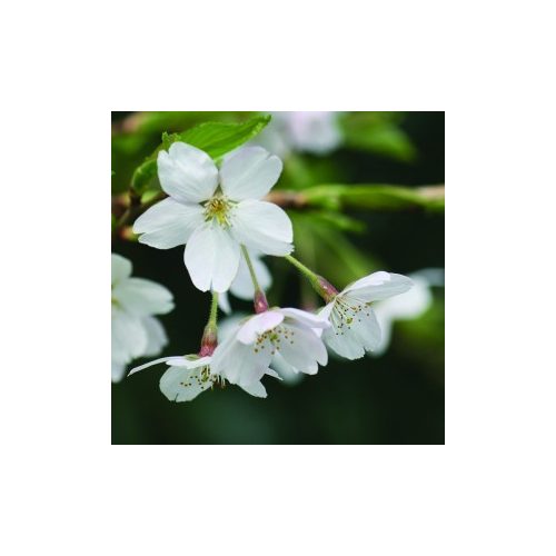 Mandula (Prunus dulcis – Almond) Bailey virágeszencia 10ml.