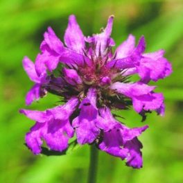   Orvosi tisztesfű (Stachys officinalis – Betony) Bailey virágeszencia 10ml.
