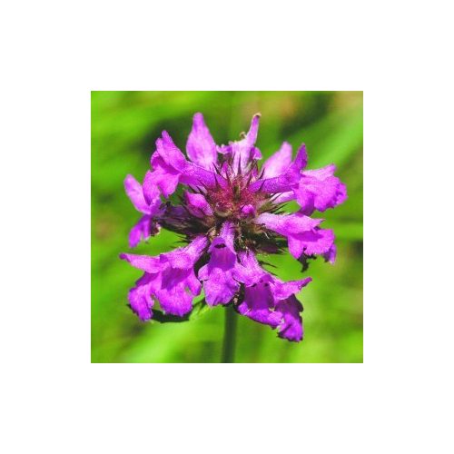 Orvosi tisztesfű (Stachys officinalis – Betony) Bailey virágeszencia 10ml.