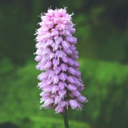   Kígyógyökerű keserűfű (Polygonum bistorta – Bistort) Bailey virágeszencia 10ml.