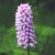 Kígyógyökerű keserűfű (Polygonum bistorta – Bistort) Bailey virágeszencia 10ml.