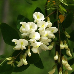 Fehér akác (Robinia pseudoacacia L. - Black Locust) Bailey virágeszencia 10ml.