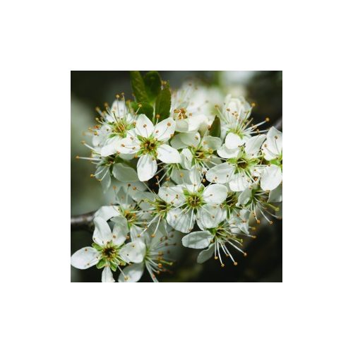 Kökény (Prunus spinosa – Blackthorn) Bailey virágeszencia 10ml.