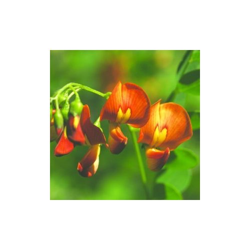 Narancsszínű dudafürt (Colutea x media – Bladder Senna) Bailey virágeszencia 10ml.