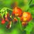 Narancsszínű dudafürt (Colutea x media – Bladder Senna) Bailey virágeszencia 10ml.