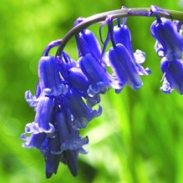   Angol kékcsengő (Hyacinthoides non-scripta – Bluebell) Bailey virágeszencia 10ml.