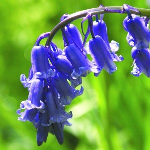 Angol kékcsengő (Hyacinthoides non-scripta – Bluebell) Bailey virágeszencia 10ml.