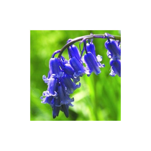 Angol kékcsengő (Hyacinthoides non-scripta – Bluebell) Bailey virágeszencia 10ml.